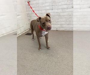 Mutt Dogs for adoption in San Bernardino, CA, USA