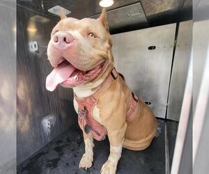 American Staffordshire Terrier Dogs for adoption in San Antonio, TX, USA