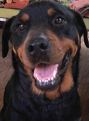 Rottweiler Dogs for adoption in Point Pleasant, PA, USA