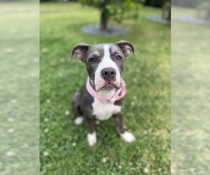 American Staffordshire Terrier Dogs for adoption in Studio City, CA, USA