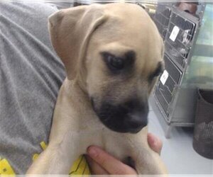 Black Mouth Cur Dogs for adoption in Waco, TX, USA