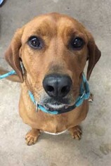 Labrador Retriever-Redbone Coonhound Mix Dogs for adoption in Siren, WI, USA