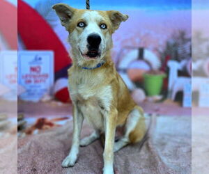 Gerberian Shepsky Dogs for adoption in Long Beach, CA, USA