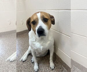 Mutt Dogs for adoption in Hilton Head, SC, USA