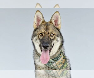German Shepherd Dog-Siberian Husky Mix Dogs for adoption in Pasadena, CA, USA