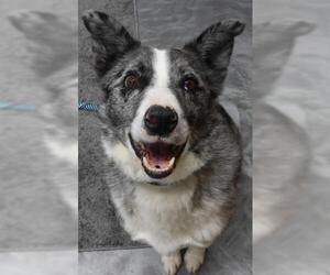 Australian Shepherd-Unknown Mix Dogs for adoption in Thief River Falls, MN, USA