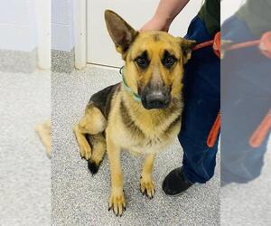German Shepherd Dog Dogs for adoption in Westminster, MD, USA