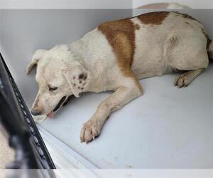 American Pit Bull Terrier-Labrador Retriever Mix Dogs for adoption in Houston, TX, USA