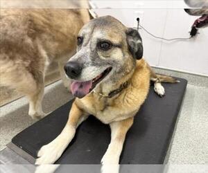 German Shepherd Dog-Unknown Mix Dogs for adoption in Fort Collins, CO, USA