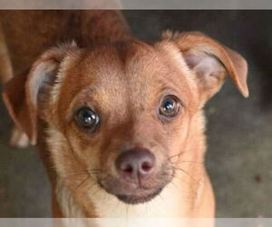 Chihuahua-Unknown Mix Dogs for adoption in Canton, CT, USA