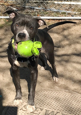 American Staffordshire Terrier-Bull Terrier Mix Dogs for adoption in Quincy, MA, USA