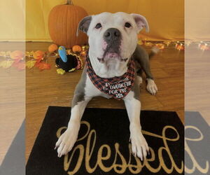 American Pit Bull Terrier-Unknown Mix Dogs for adoption in Rockaway, NJ, USA