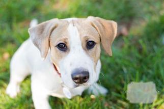 Shih Tzu Dogs for adoption in Ceres, VA, USA