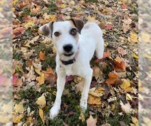 Parson Russell Terrier Dogs for adoption in Kansas City, MO, USA
