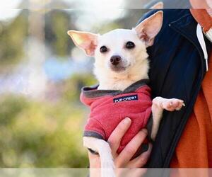 Chihuahua Dogs for adoption in Santa Cruz, CA, USA
