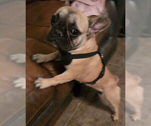 French Bulldog Dogs for adoption in San Antonio, TX, USA