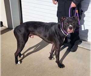 Mutt Dogs for adoption in Louisville, KY, USA