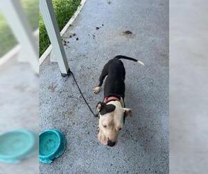 American Staffordshire Terrier Dogs for adoption in Fort Lauderdale, FL, USA