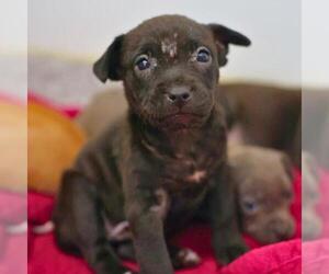American Staffordshire Terrier-Unknown Mix Dogs for adoption in San Antonio, TX, USA