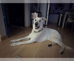 - Mix Dogs for adoption in Hoffman Estates, IL, USA