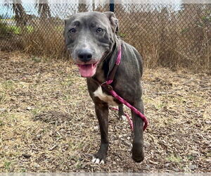 American Pit Bull Terrier Dogs for adoption in Santa Cruz, CA, USA