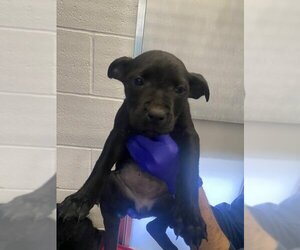 Labrador Retriever-Unknown Mix Dogs for adoption in Visalia, CA, USA