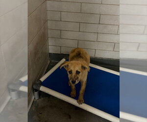 German Shepherd Dog-Unknown Mix Dogs for adoption in Stockton, CA, USA