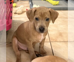 Dachshund-Unknown Mix Dogs for adoption in Royal Palm Beach, FL, USA