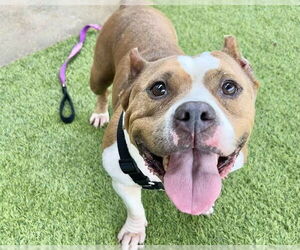 American Staffordshire Terrier-Unknown Mix Dogs for adoption in Raleigh, NC, USA