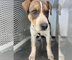 Australian Cattle Dog Dogs for adoption in Bakersfield, CA, USA