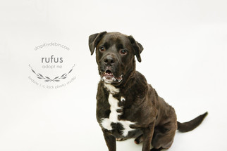 View Ad: Boxador Dog for Adoption near Missouri, Kansas ...