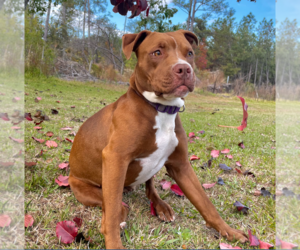 American Bulldog-American Staffordshire Terrier Mix Dogs for adoption in Decatur, GA, USA