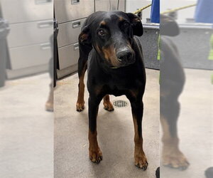 Doberman Pinscher Dogs for adoption in Forestville, MD, USA