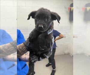 German Shepherd Dog-Unknown Mix Dogs for adoption in San Bernardino, CA, USA