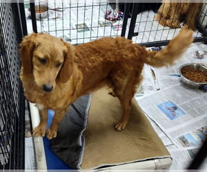 Goldendoodle (Miniature) Dogs for adoption in Mukwonago, WI, USA