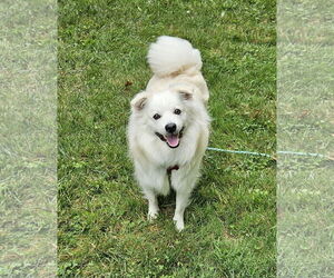 American Eskimo Dog Dogs for adoption in Pikesville, MD, USA