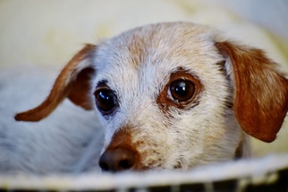 Dachshund Dogs for adoption in Lansing, MI, USA