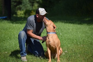 Mastador Dogs for adoption in Park Falls, WI, USA