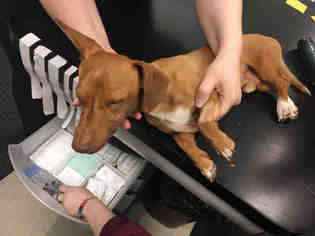 Dachshund Dogs for adoption in Louisville, KY, USA