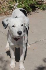 Medium Photo #1 Borador Puppy For Sale in Phoenix , AZ, USA