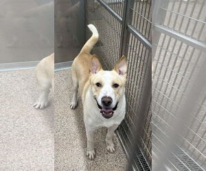 German Shepherd Dog-Unknown Mix Dogs for adoption in Martinsburg, WV, USA