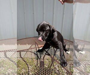 Labrador Retriever-Unknown Mix Dogs for adoption in Bolivar, MO, USA