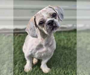 Shih Tzu-Unknown Mix Dogs for adoption in Lakewood, CO, USA