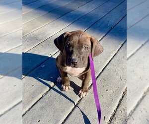 Medium Photo #1 American Pit Bull Terrier-Unknown Mix Puppy For Sale in Derwood, MD, USA