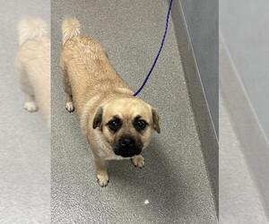 Pug-Unknown Mix Dogs for adoption in Las Vegas, NV, USA