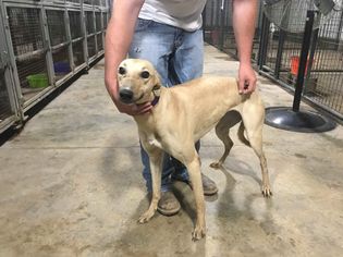 Greyhound Dogs for adoption in Independence, MO, USA