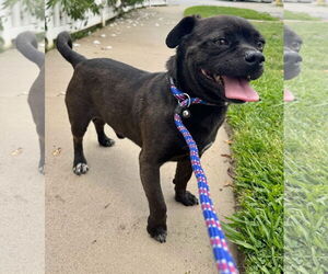 Pug-Unknown Mix Dogs for adoption in Newport Beach, CA, USA