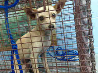 Medium Photo #1 Chihuahua Puppy For Sale in San Bernardino, CA, USA