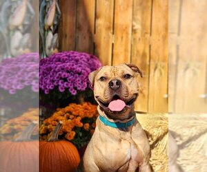 Mastiff-Unknown Mix Dogs for adoption in Sewaren, NJ, USA