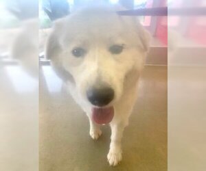 Great Pyrenees Dogs for adoption in Pampa, TX, USA